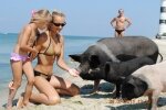 Встреча с дикой природой